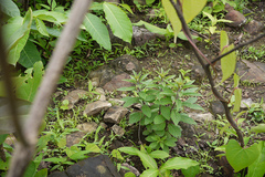 Anisochilus verticillatus